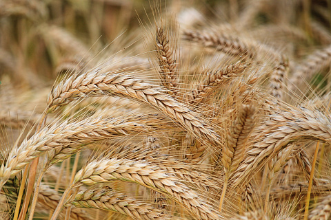 Пшеница на мировом рынке продолжает быстро дешеветь. Виноваты спекулянты, новый урожай и российский экспорт
