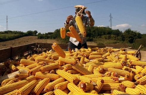 Цены на черноморскую кукурузу активно растут