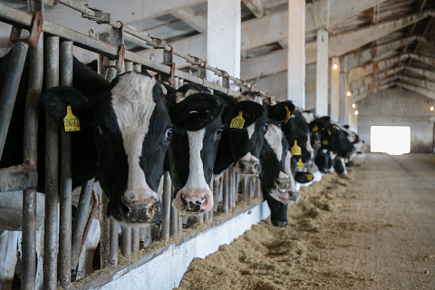 Минпромторг предлагает перенести начало обязательной маркировки молока для фермеров